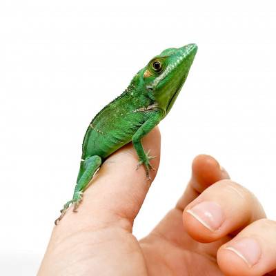 Anolis baracoae (COUPLE)- Anole géant de Baracoa