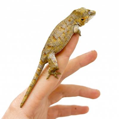 Rhacodactylus auriculatus "Reticulé" JEUNE - Gecko gargouille
