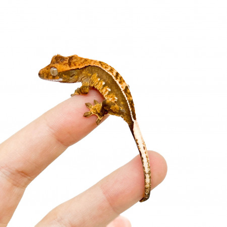 Correlophus ciliatus "Cream Pinstripe" JEUNE- Gecko à crête