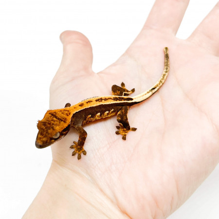Correlophus ciliatus "Pinstripe Porthole" Jeune - Gecko à crête