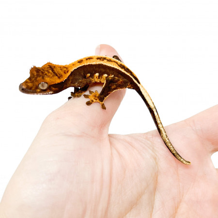 Correlophus ciliatus "Pinstripe Porthole" Jeune - Gecko à crête