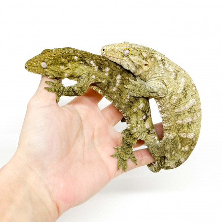 Rhacodactylus leachianus "Ile des pins" (Couple) - Gecko géant de Nouvelle-Calédonie