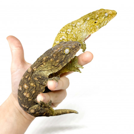 Rhacodactylus leachianus "Ile des pins" (Couple) - Gecko géant de Nouvelle-Calédonie