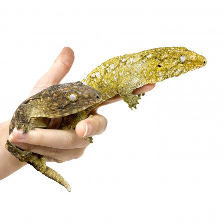 Rhacodactylus leachianus "Ile des pins" (Couple) - Gecko géant de Nouvelle-Calédonie