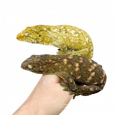 Rhacodactylus leachianus "Ile des pins" (Couple) - Gecko géant de Nouvelle-Calédonie