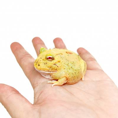 Ceratophrys cranwelli "Albinos" - Grenouille Pacman