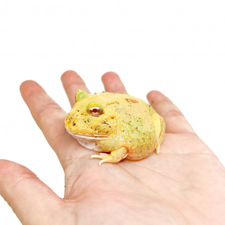 Ceratophrys cranwelli "Albinos" - Grenouille Pacman