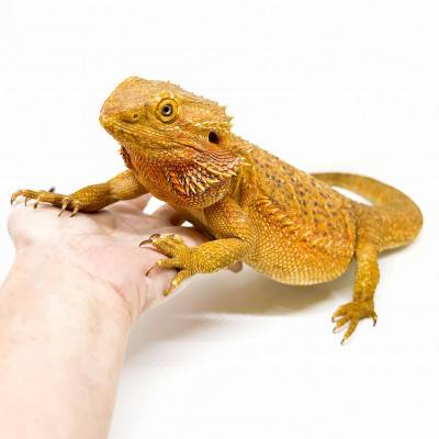 Pogona vitticeps Adulte...