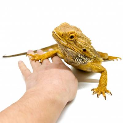 Pogona vitticeps Adulte - Agame barbu
