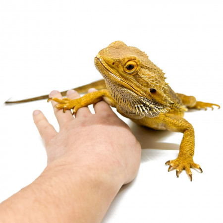 Pogona vitticeps Adulte - Agame barbu