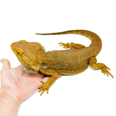 Pogona vitticeps Adulte - Agame barbu