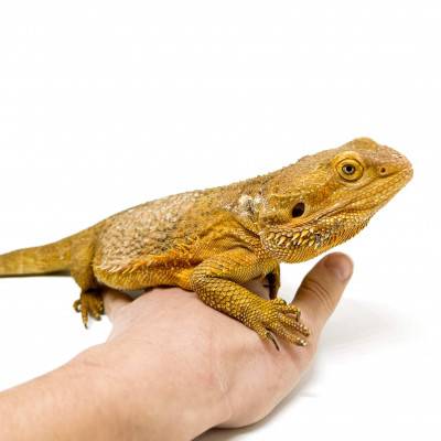 Pogona vitticeps Adulte - Agame barbu