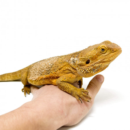 Pogona vitticeps Adulte - Agame barbu