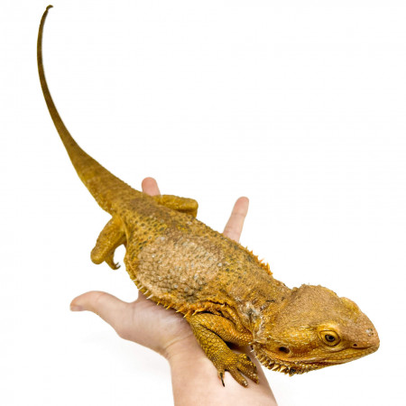 Pogona vitticeps Adulte - Agame barbu