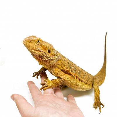 Pogona vitticeps Adulte - Agame barbu
