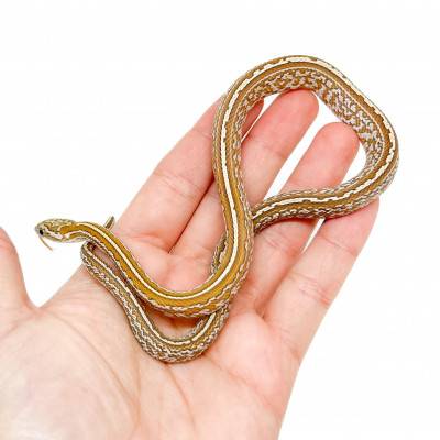 Pantherophis guttatus "Tessera Amber" - Serpent des blés