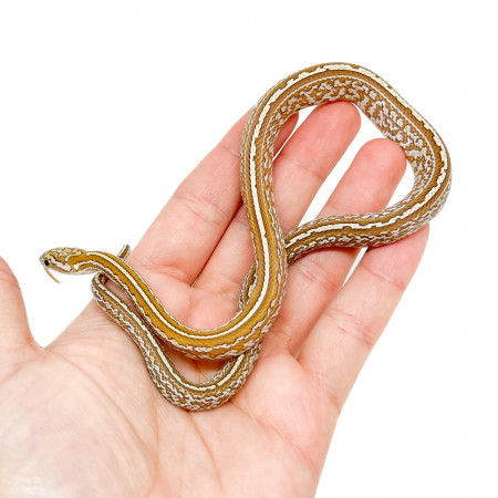Pantherophis guttatus "Tessera Amber" - Serpent des blés