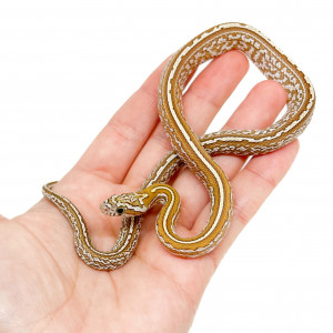 Pantherophis guttatus...
