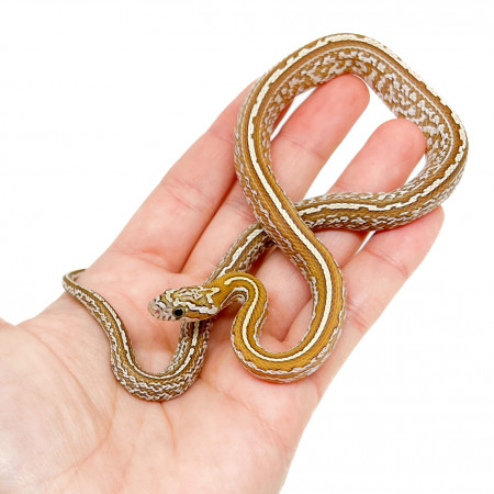 Pantherophis guttatus "Tessera Amber" - Serpent des blés