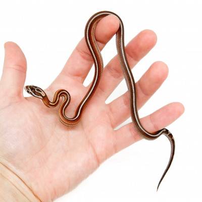 Pantherophis guttatus "Miami Pinstripe" - Serpent des blés