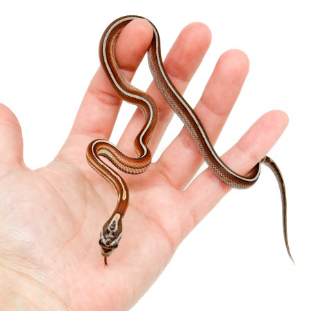 Pantherophis guttatus "Miami Pinstripe" - Serpent des blés