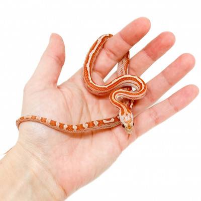 Pantherophis guttatus "Hypo Motley" - Serpent des blés