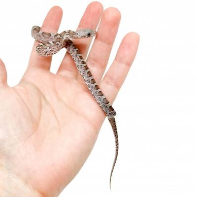 Pantherophis guttatus "Granite" - Serpent des blés
