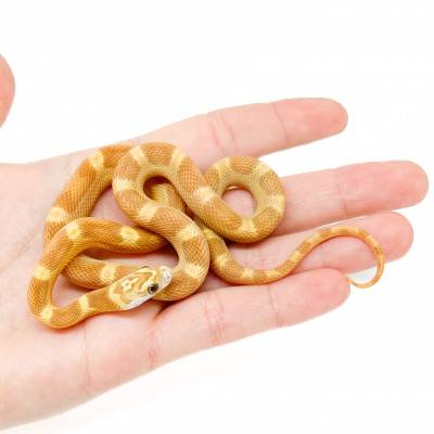 Pantherophis guttatus "Lemon Motley" - Serpent des blés