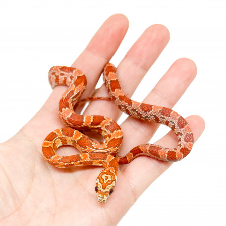Pantherophis guttatus "Hypo Sunkissed" - Serpent des blés