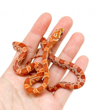 Pantherophis guttatus "Hypo Sunkissed" - Serpent des blés