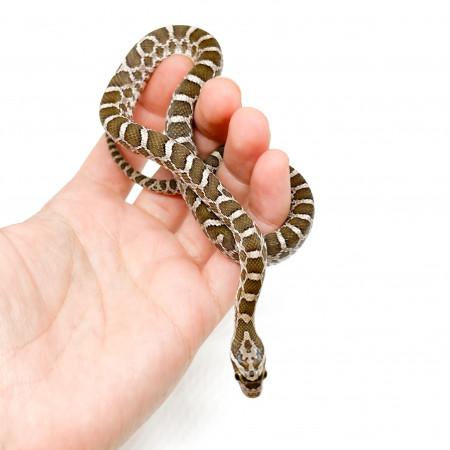 Pantherophis emoryi - Serpent ratier des grandes plaines