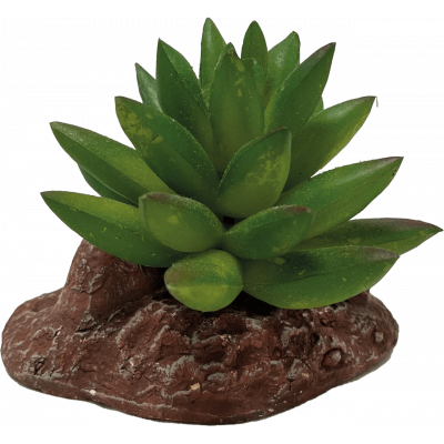 Aloe "Repto plant" - Habistat