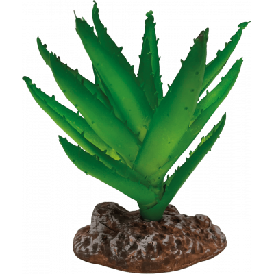 Aloe vera "Repto plant" -...