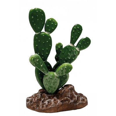 Cactus Opuntia "Repto...