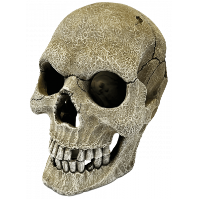 Crâne humain en résine XL...