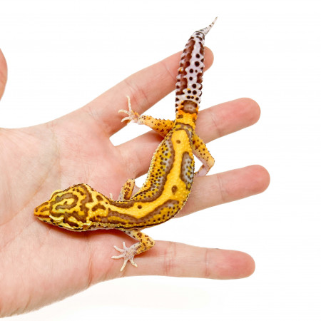 Eublepharis macularius "Bell bold stripe" - Gecko léopard