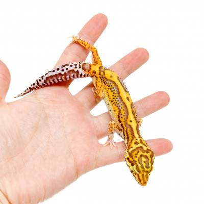 Eublepharis macularius "Bell bold stripe" - Gecko léopard