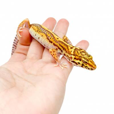 Eublepharis macularius "Bell bold stripe" - Gecko léopard