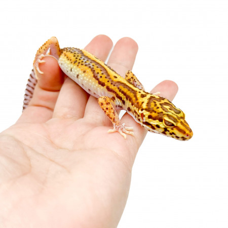 Eublepharis macularius "Bell bold stripe" - Gecko léopard