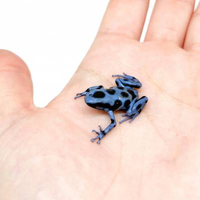 Dendrobates auratus "Blue"...