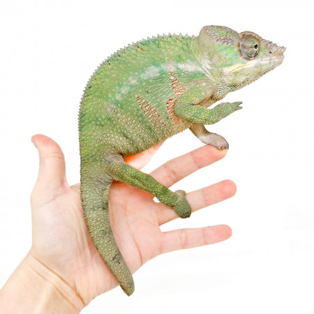 Furcifer pardalis "Ambilobe Pastel Blue Bar" - Caméléon panthère