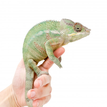 Furcifer pardalis "Ambilobe Pastel Blue Bar" - Caméléon panthère