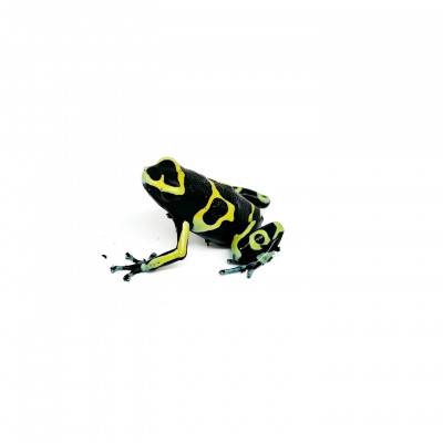 Dendrobates leucomelas...