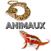 Vente de reptiles et amphibiens en ligne - Bebesaurus