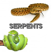 Tous nos serpents - Bebesaurus