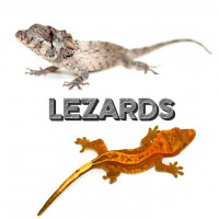 Lézards