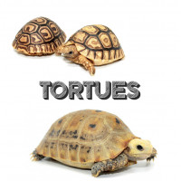 Vente tortues terrestres et aquatiques - Bebesaurus animalerie à Lyon