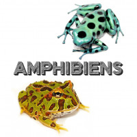 Amphibiens (grenouilles, salamandres, crapauds ) à Lyon