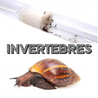 Invertébrés