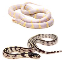 Lampropeltis / Serpents rois / Faux-corail